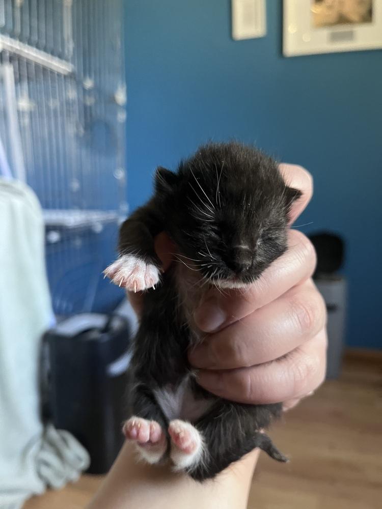 Enlarge Lucille Ball, a Adoptable Domestic Short Hair in Anoka, MN image 2/3