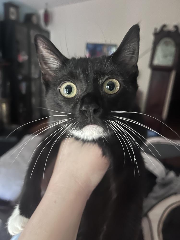 Enlarge Lucille Ball, a Adoptable Domestic Short Hair in Anoka, MN image 3/3