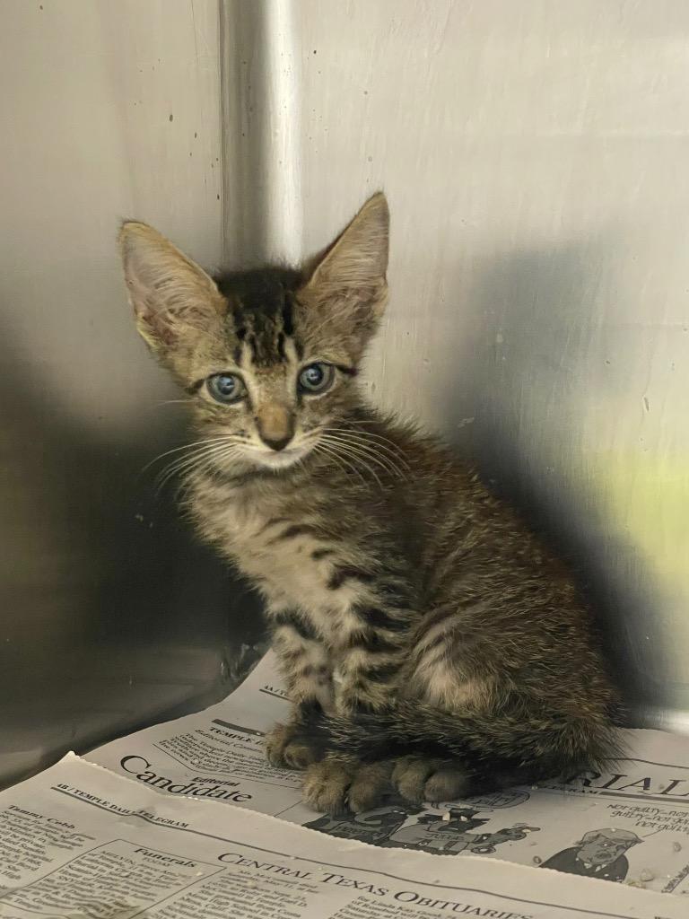 Enlarge Tommi, a Adoptable mixed breed in Belton, TX image 1/1