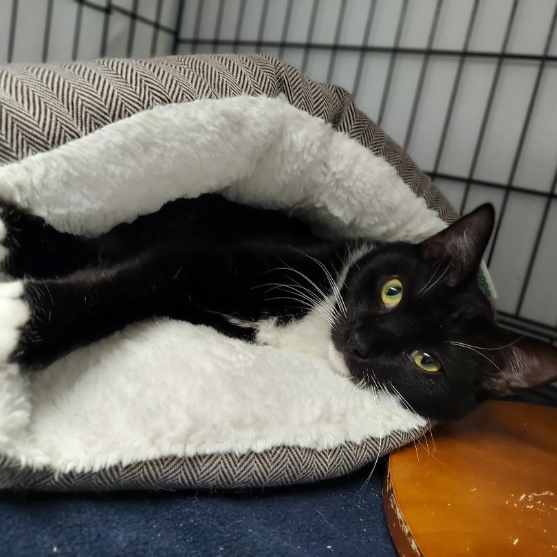 Enlarge Billy, a Adoptable Domestic Short Hair in Warwick, RI image 6/6