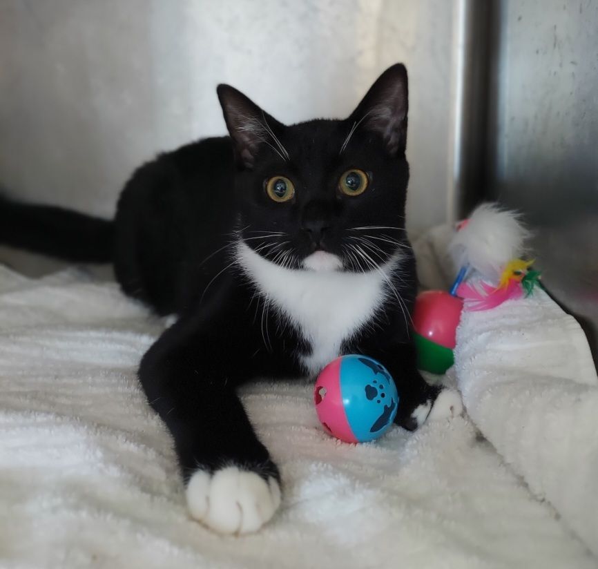 Enlarge Billy, a Adoptable Domestic Short Hair in Warwick, RI image 3/6