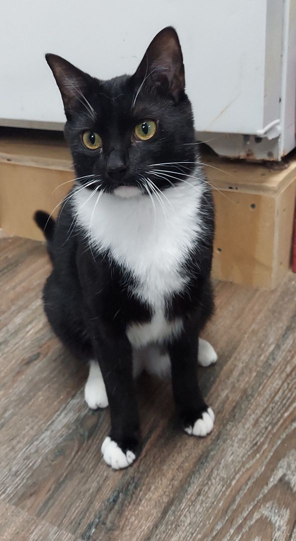 Enlarge Billy, a Adoptable Domestic Short Hair in Warwick, RI image 1/6