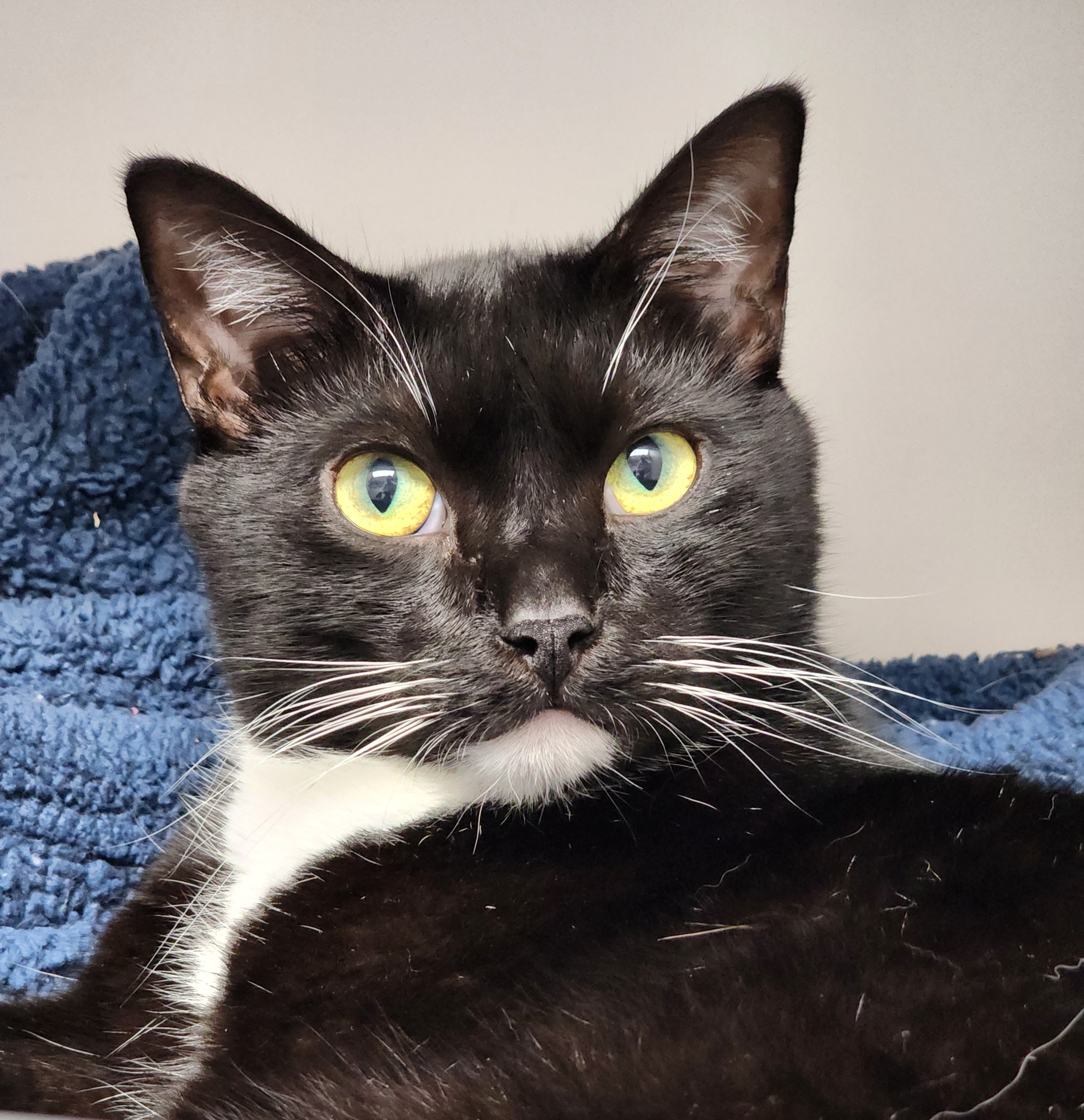 Enlarge Billy, a Adoptable Domestic Short Hair in Warwick, RI image 2/6