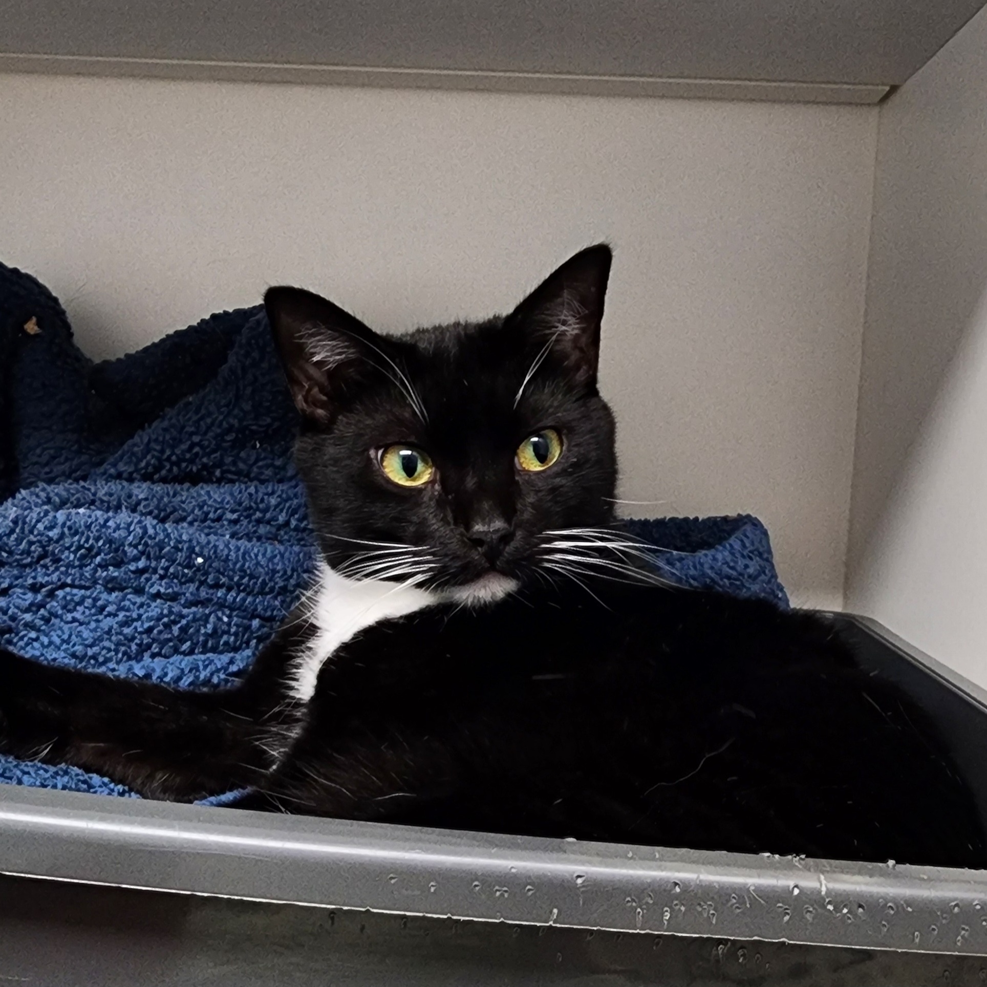 Enlarge Billy, a Adoptable Domestic Short Hair in Warwick, RI image 4/6