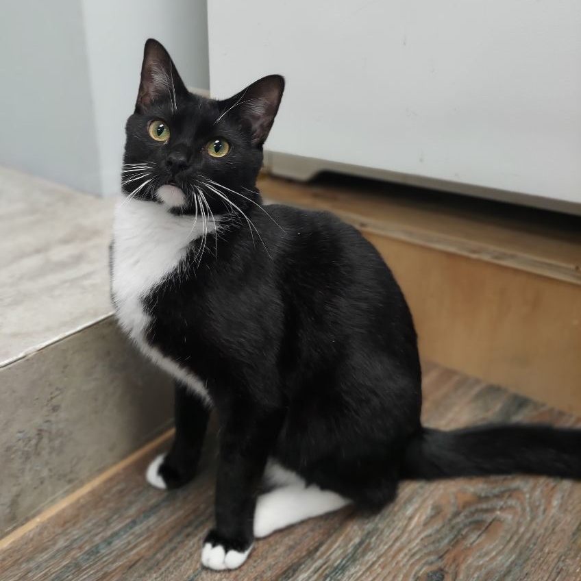 Enlarge Billy, a Adoptable Domestic Short Hair in Warwick, RI image 5/6