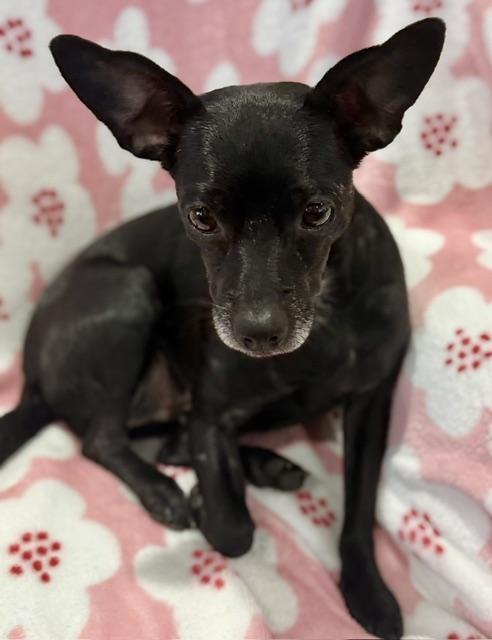 Enlarge Betty, a Adopted Chihuahua in Memphis, TN image 2/6