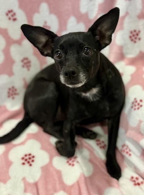 Enlarge Betty, a Adopted Chihuahua in Memphis, TN image 1/6