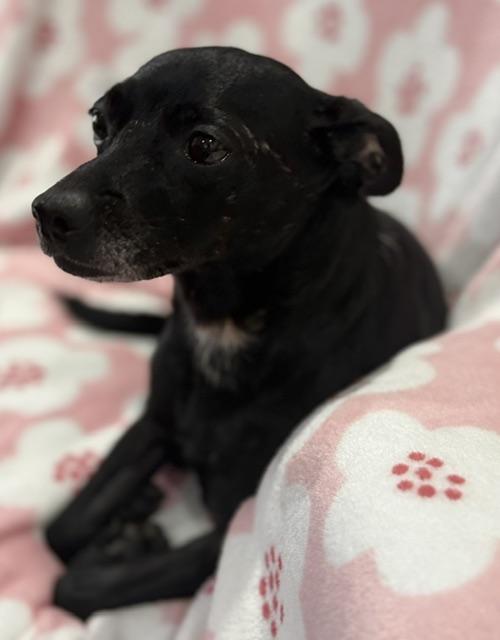 Enlarge Betty, a Adopted Chihuahua in Memphis, TN image 5/6
