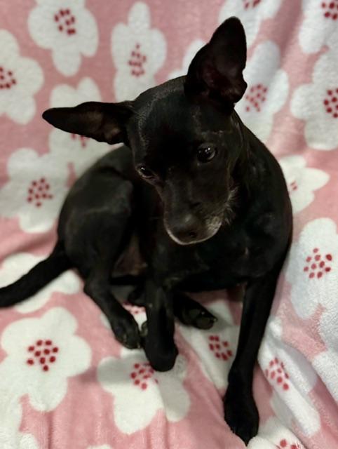 Enlarge Betty, a Adopted Chihuahua in Memphis, TN image 3/6