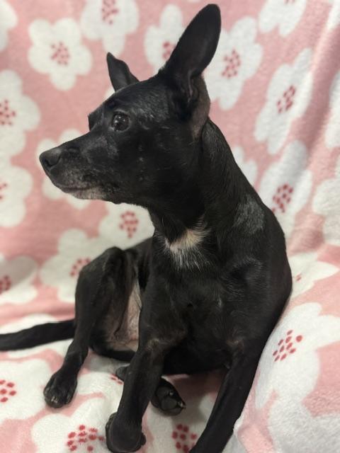 Enlarge Betty, a Adopted Chihuahua in Memphis, TN image 4/6