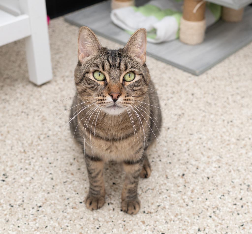 Enlarge Percy, a Adoptable mixed breed in Los Angeles, CA image 1/6