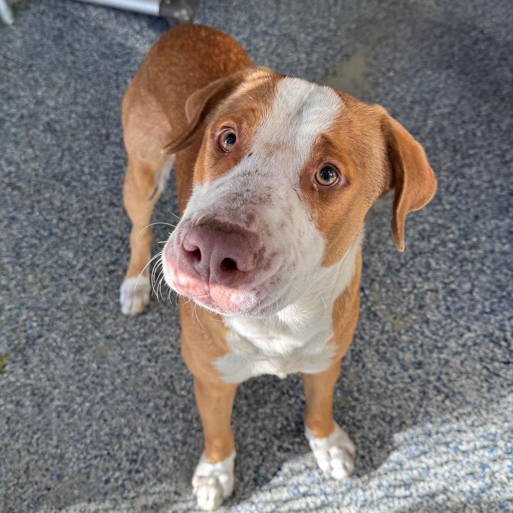 Buster, Adoptable, Adult Male Mountain Cur.