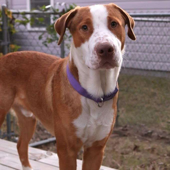 Enlarge Buster, a Adoptable Mountain Cur in Beaumont, TX image 2/6