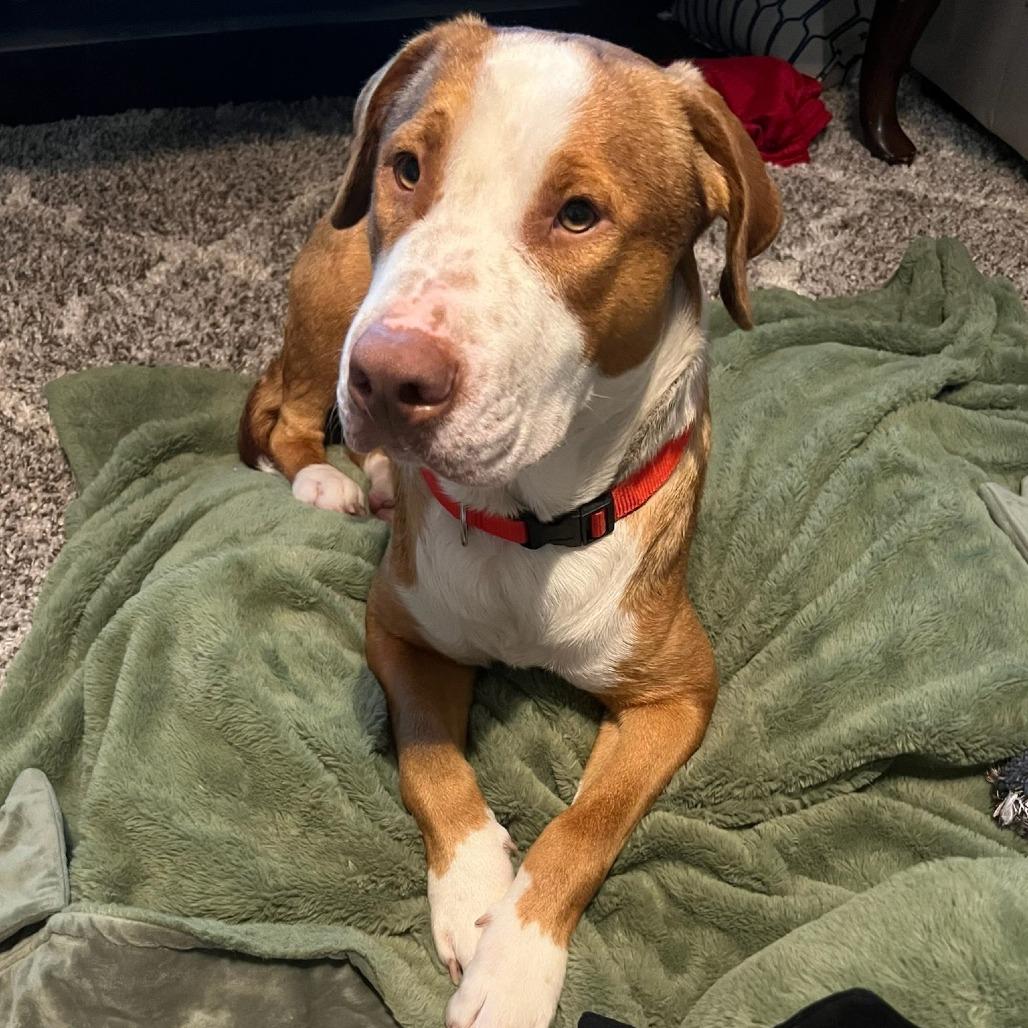 Enlarge Buster, a Adoptable Mountain Cur in Beaumont, TX image 3/6