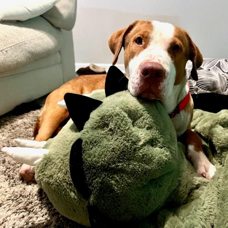 Enlarge Buster, a Adoptable Mountain Cur in Beaumont, TX image 4/6