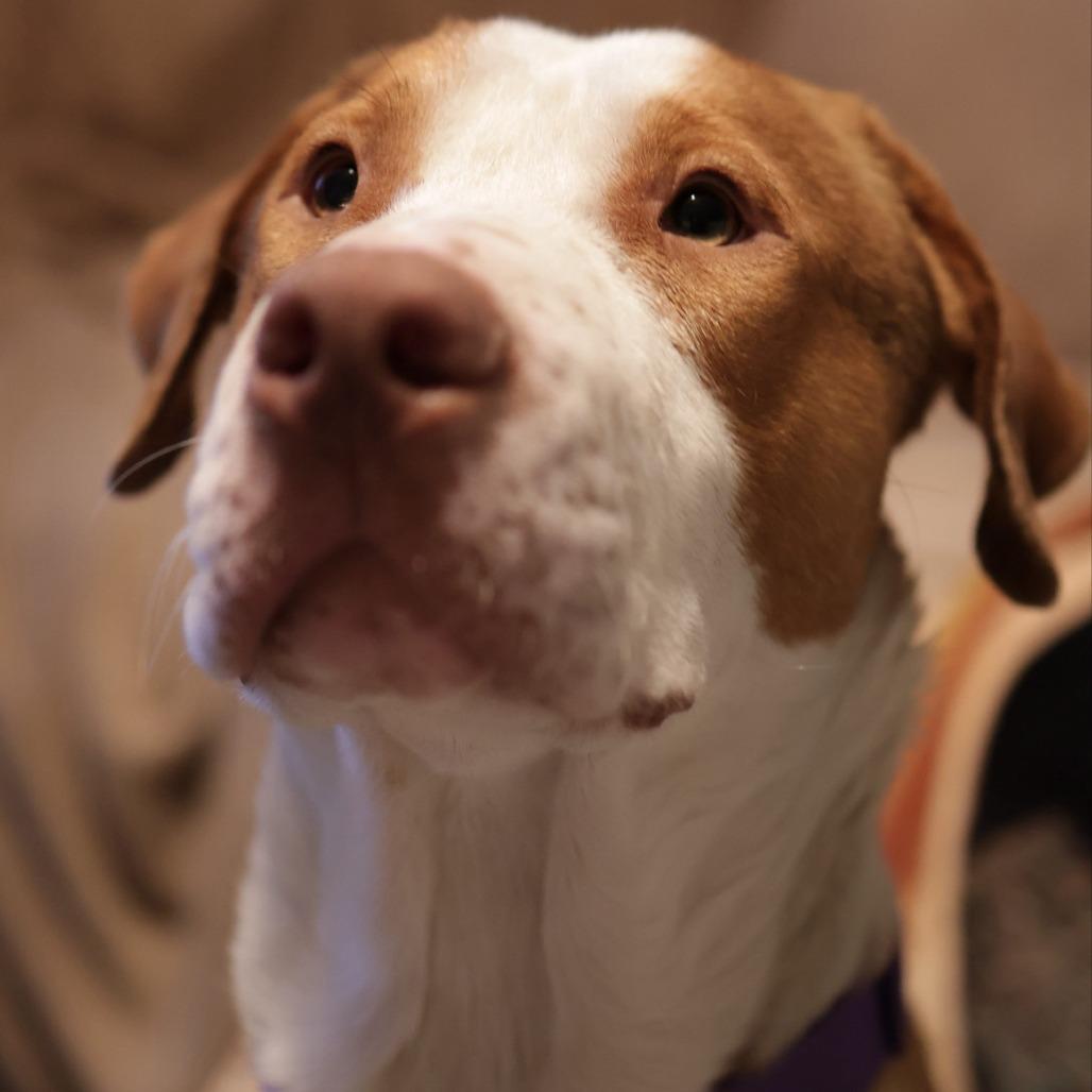 Enlarge Buster, a Adoptable Mountain Cur in Beaumont, TX image 5/6