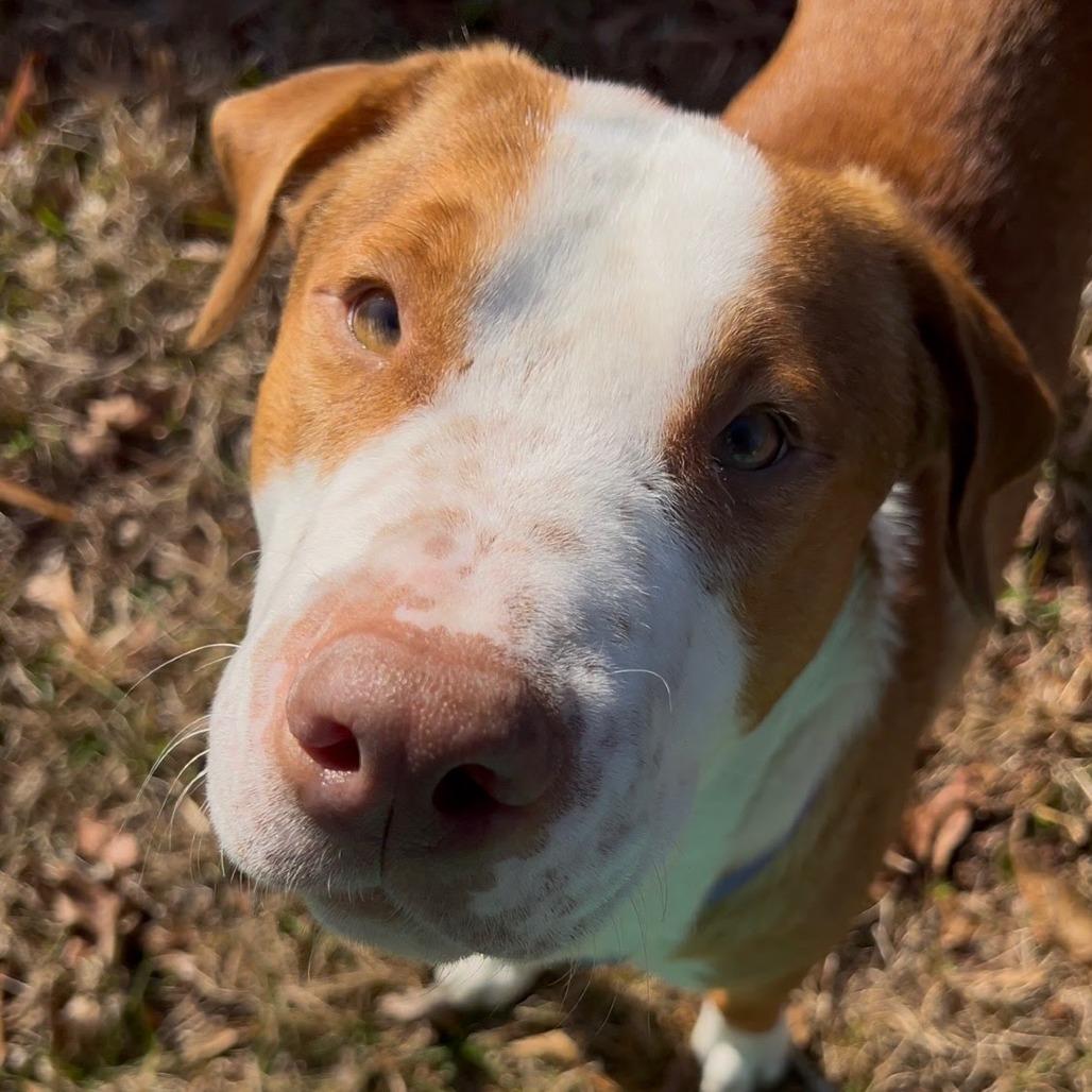 Enlarge Buster, a Adoptable Mountain Cur in Beaumont, TX image 6/6