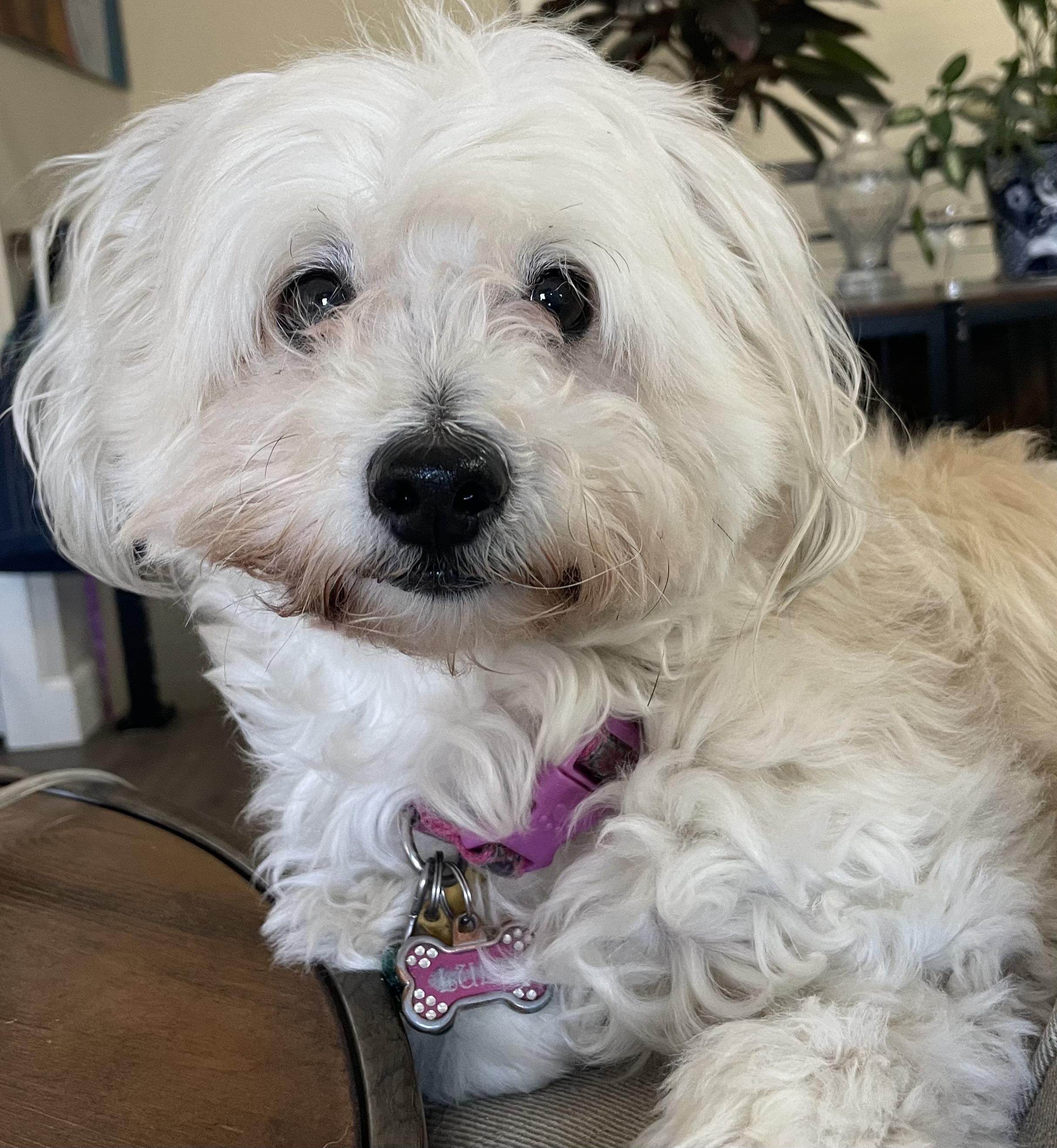 Lulu, a Adoptable mixed breed in Littleton, CO image 4/6