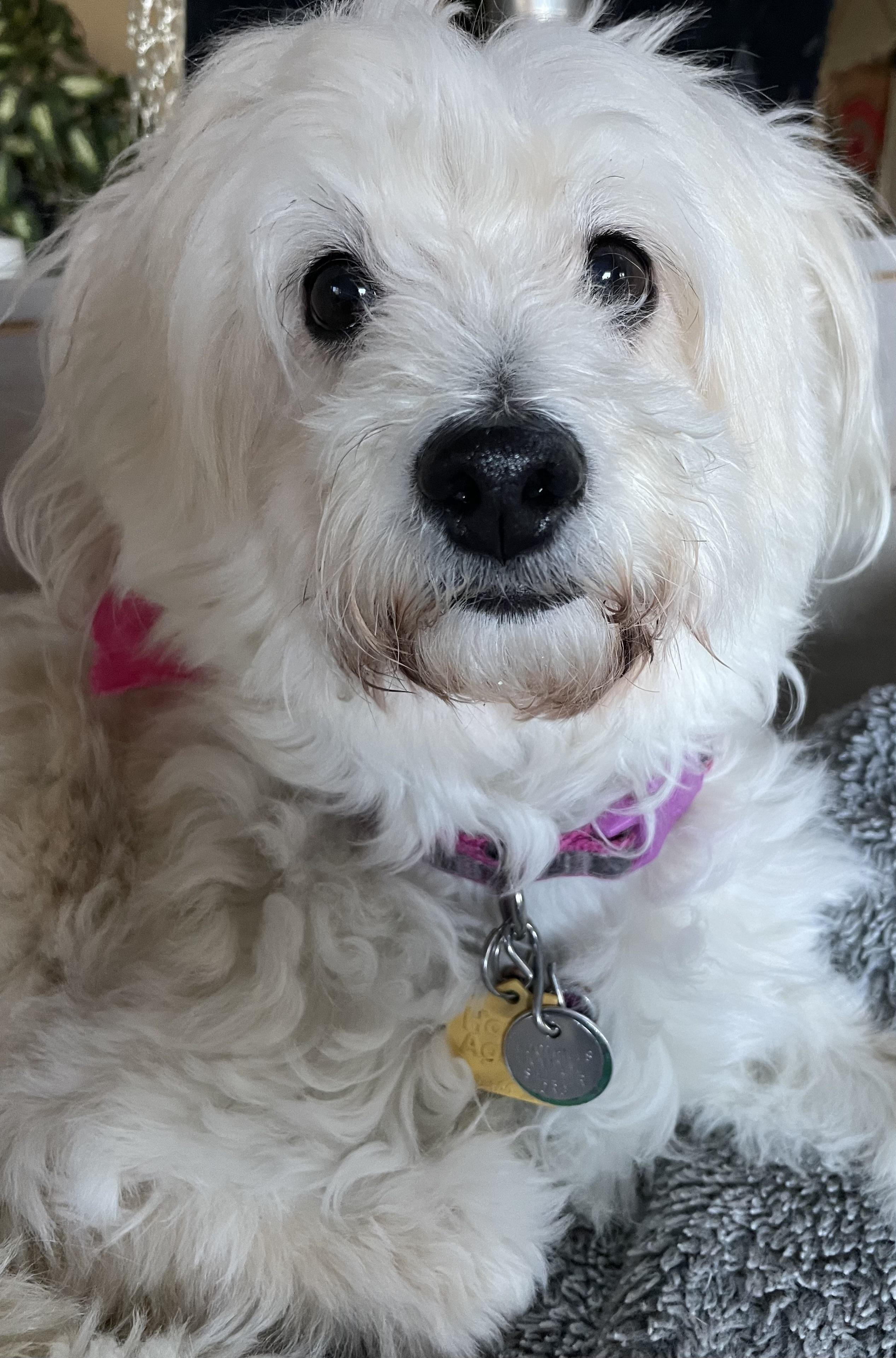 Lulu, a Adoptable mixed breed in Littleton, CO image 5/6