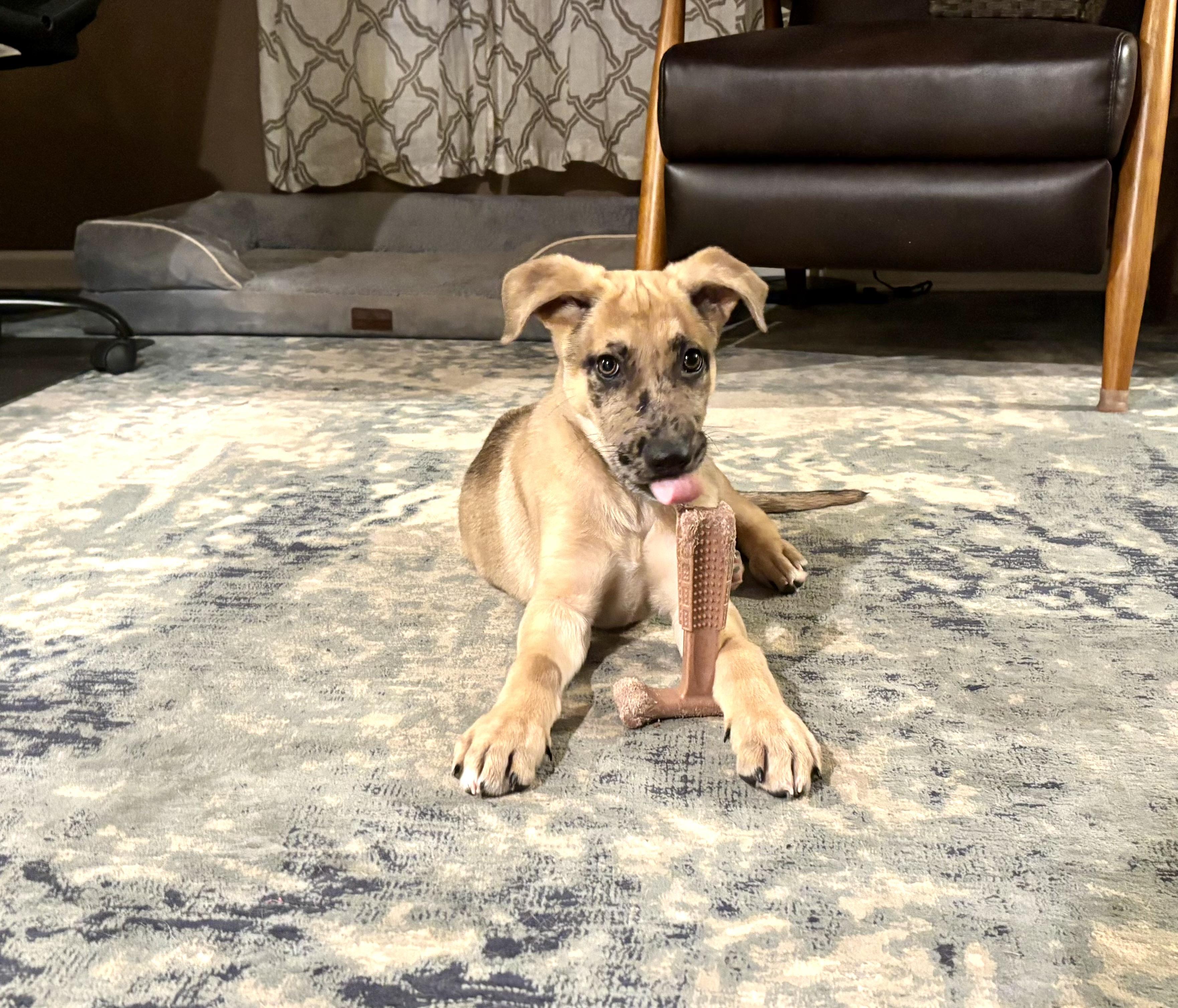 Paxil (Pax), a ADOPTABLE Mixed Breed in Grayson, GA image 1/5