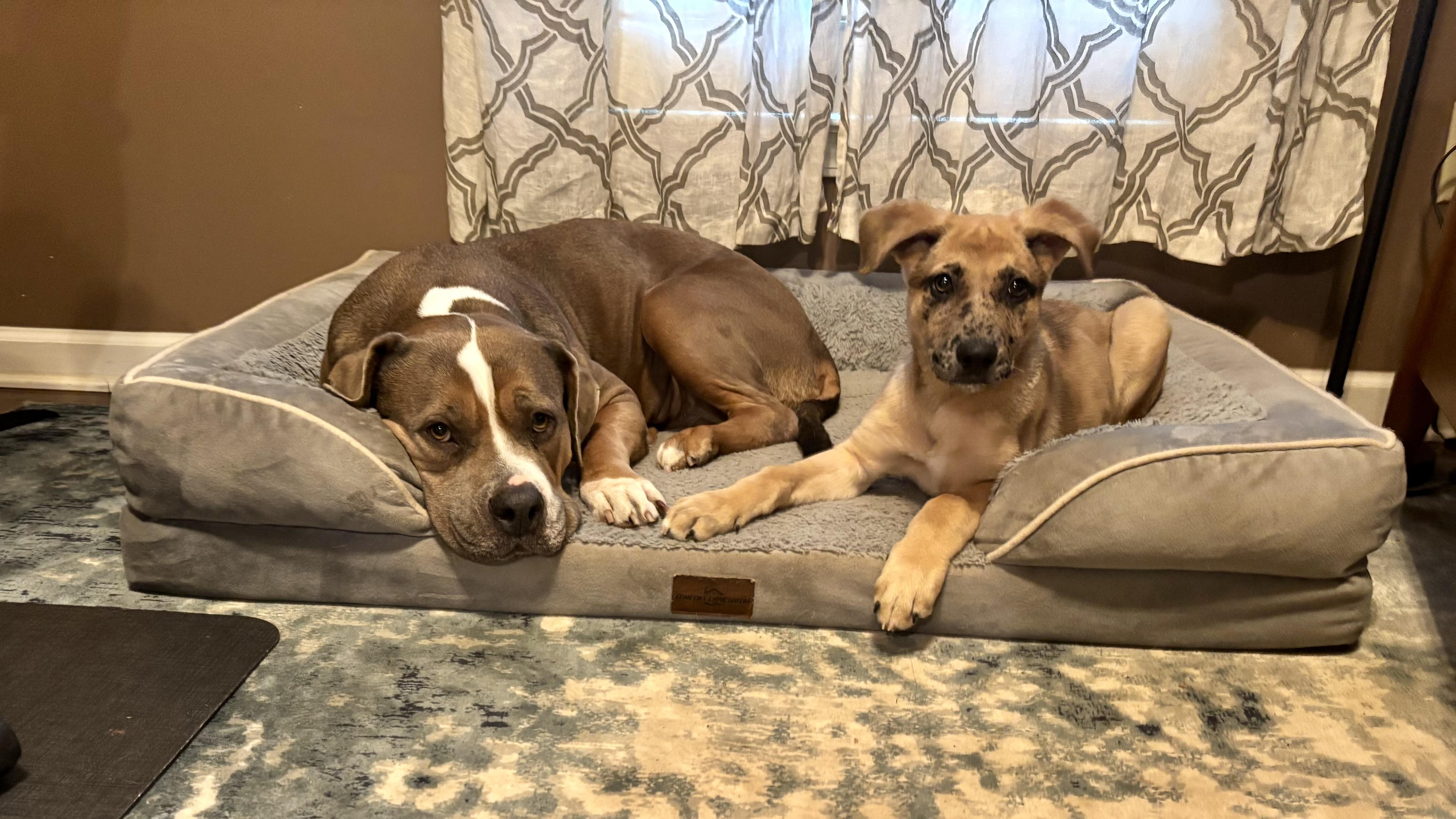 Paxil (Pax), a ADOPTABLE Mixed Breed in Grayson, GA image 4/5