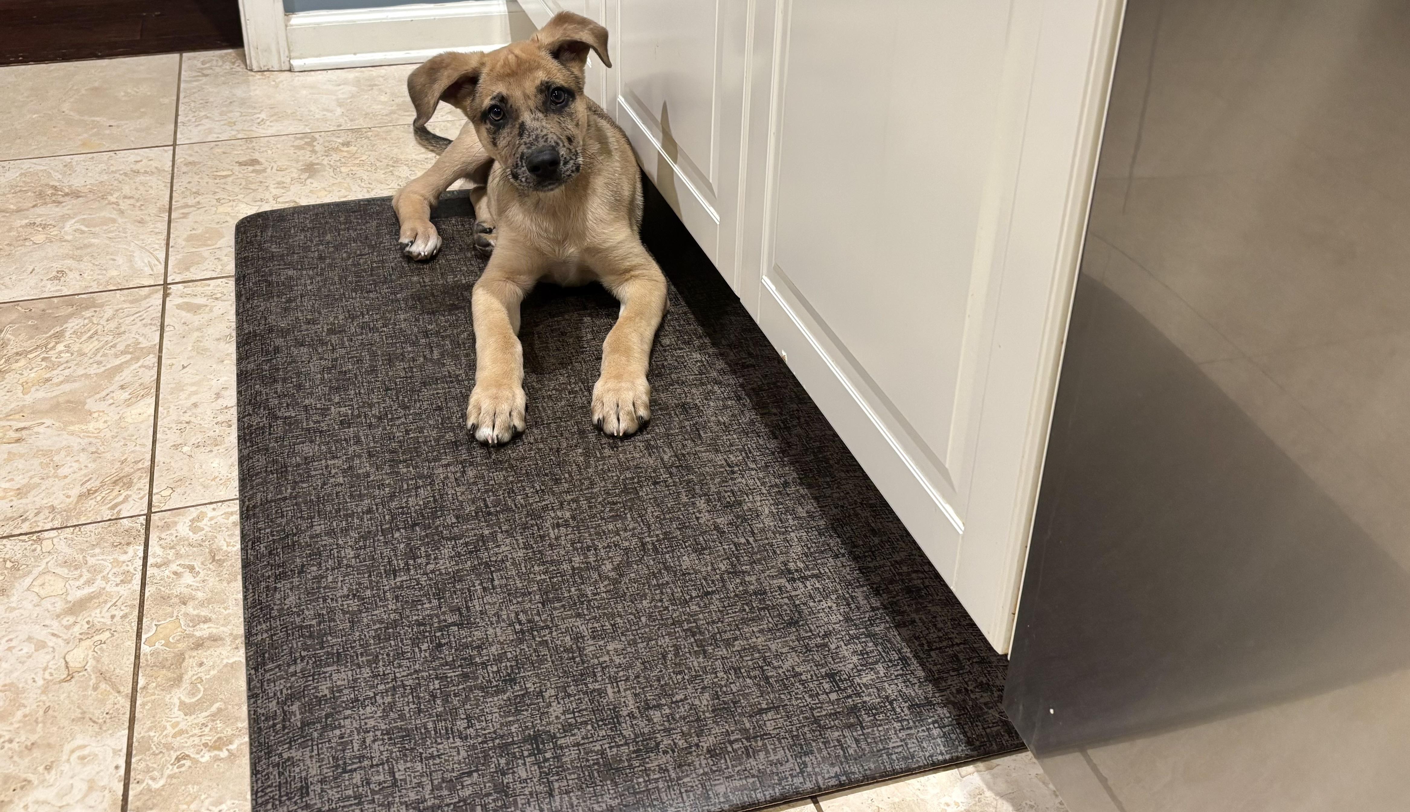 Paxil (Pax), a ADOPTABLE Mixed Breed in Grayson, GA image 2/5