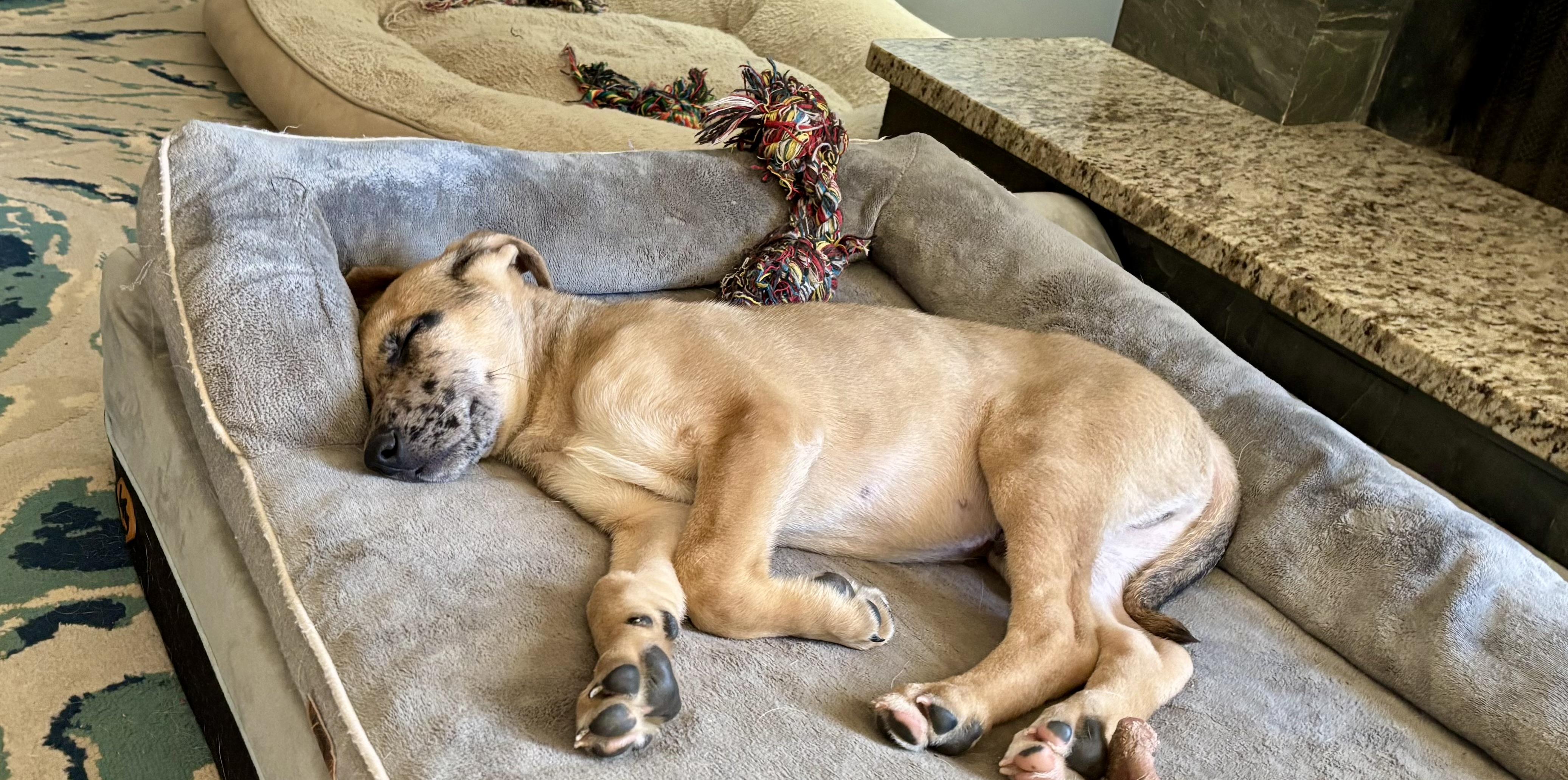 Paxil (Pax), a ADOPTABLE Mixed Breed in Grayson, GA image 5/5