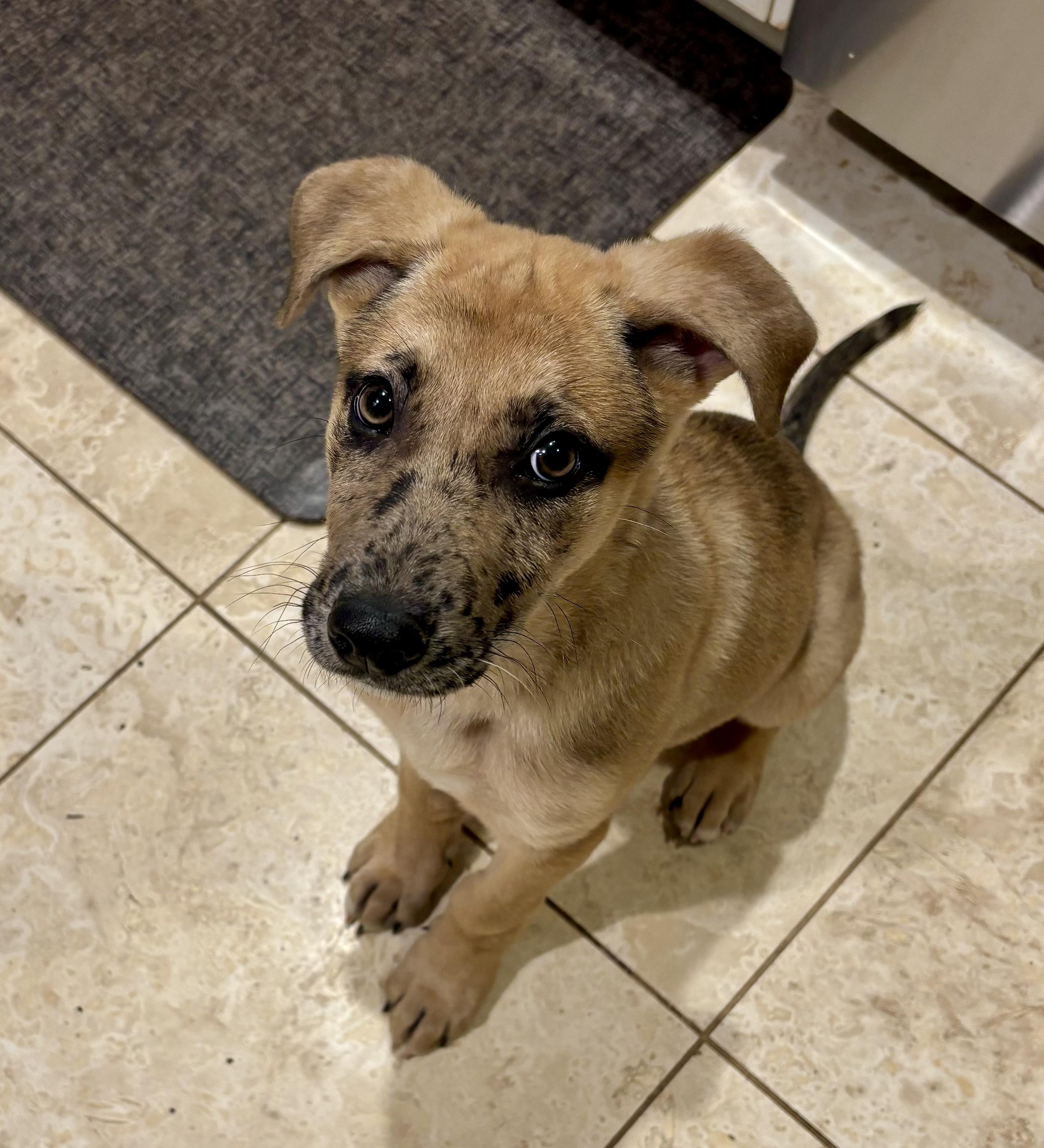 Paxil (Pax), a ADOPTABLE Mixed Breed in Grayson, GA image 3/5