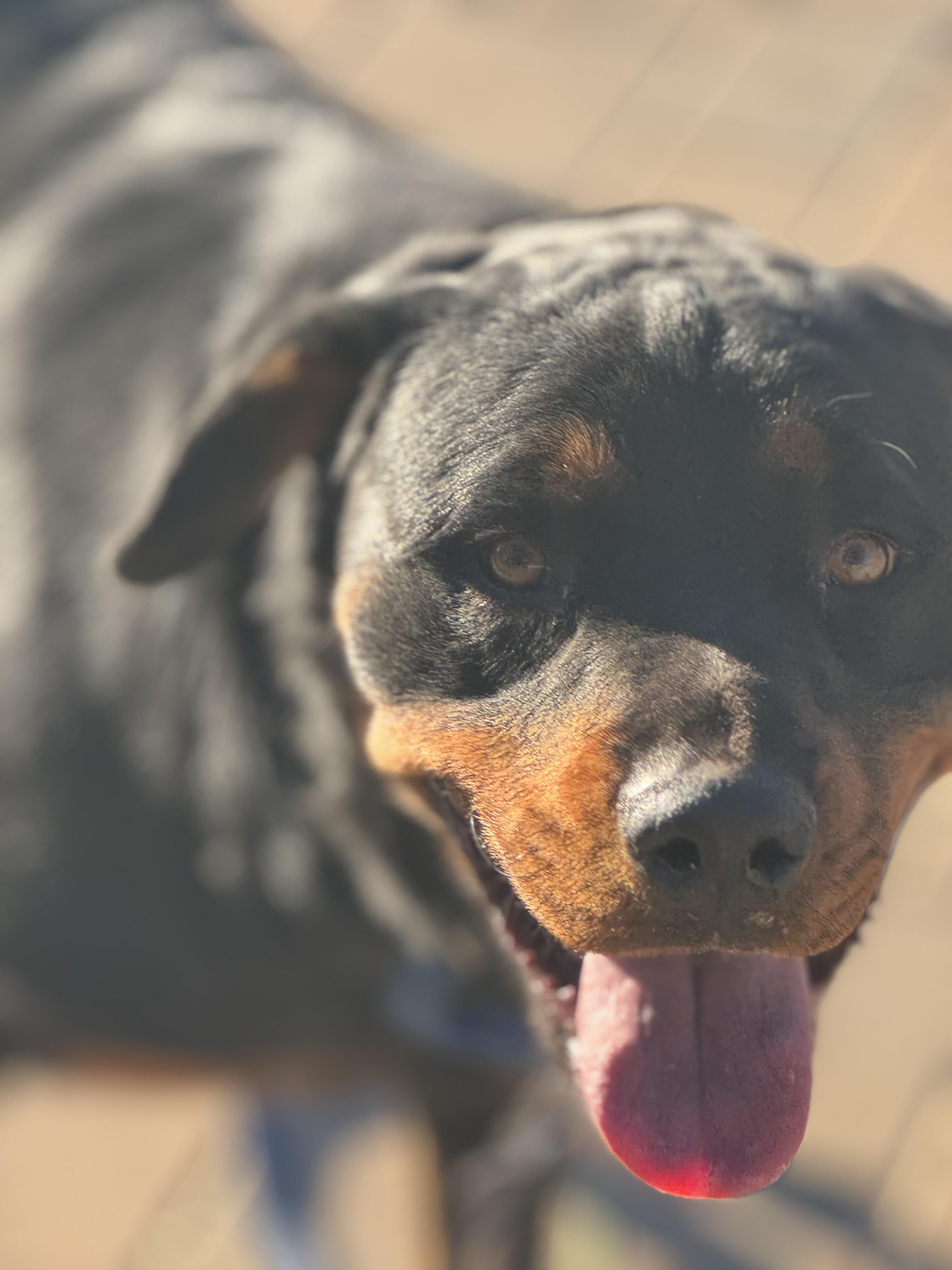 Enlarge Tucker, a Adoptable Rottweiler in Ramona, CA image 1/4