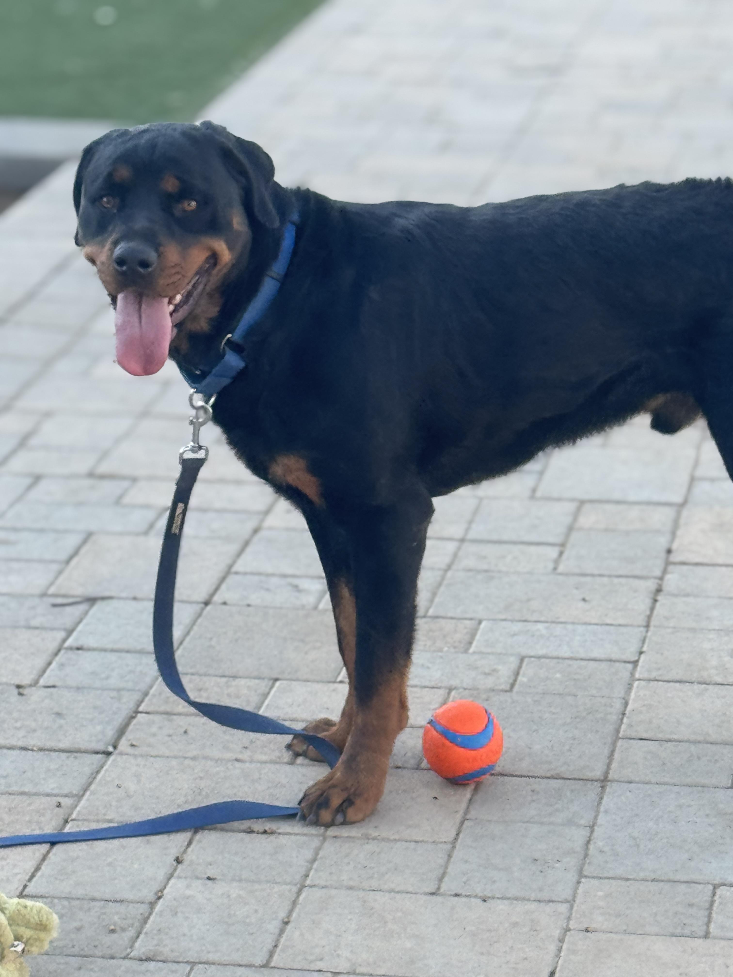 Enlarge Tucker, a Adoptable Rottweiler in Ramona, CA image 2/4