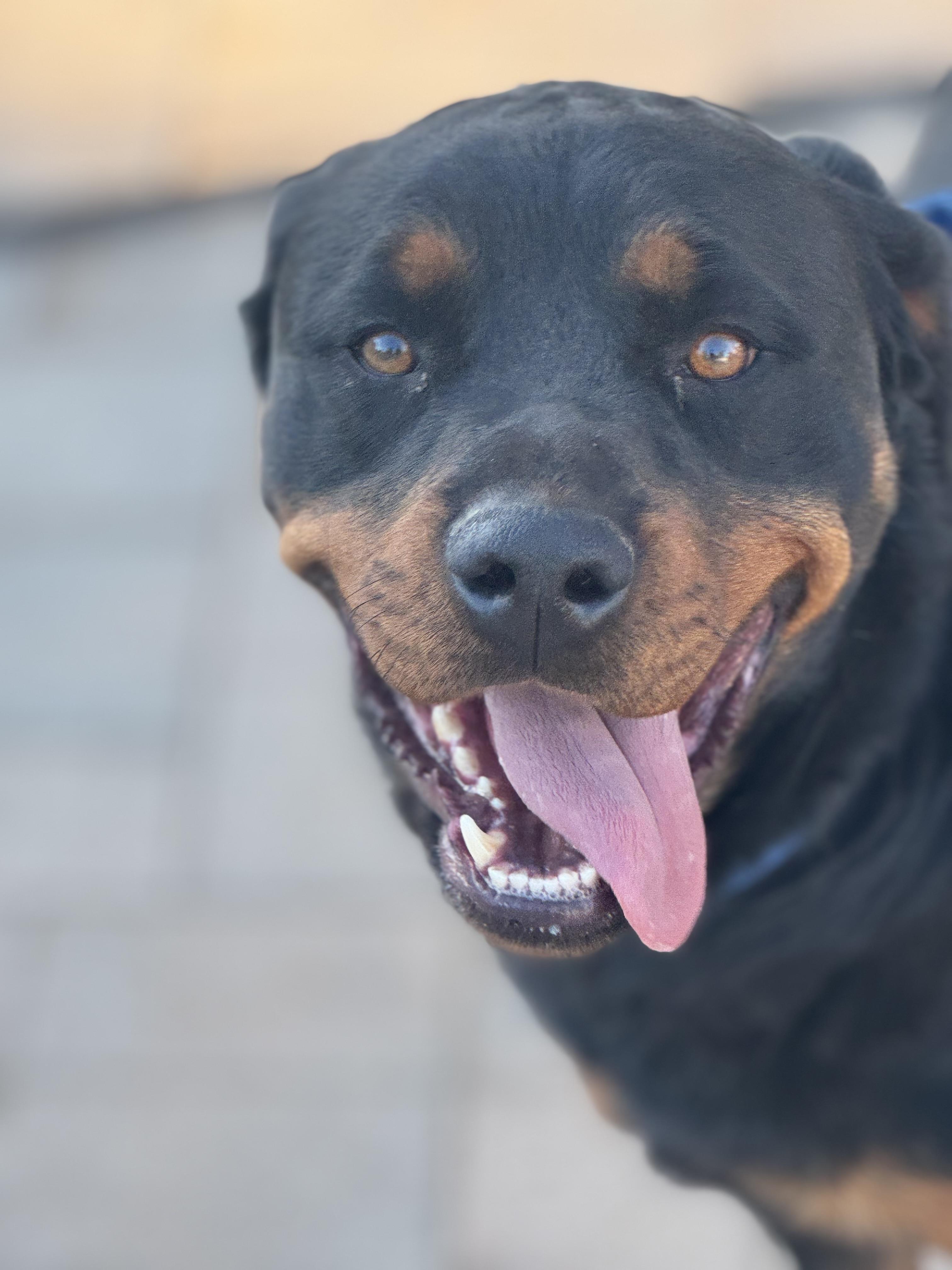 Enlarge Tucker, a Adoptable Rottweiler in Ramona, CA image 3/4