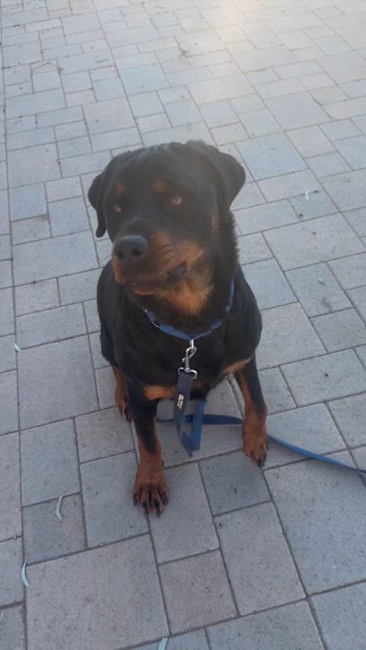 Enlarge Tucker, a Adoptable Rottweiler in Ramona, CA video 4/4