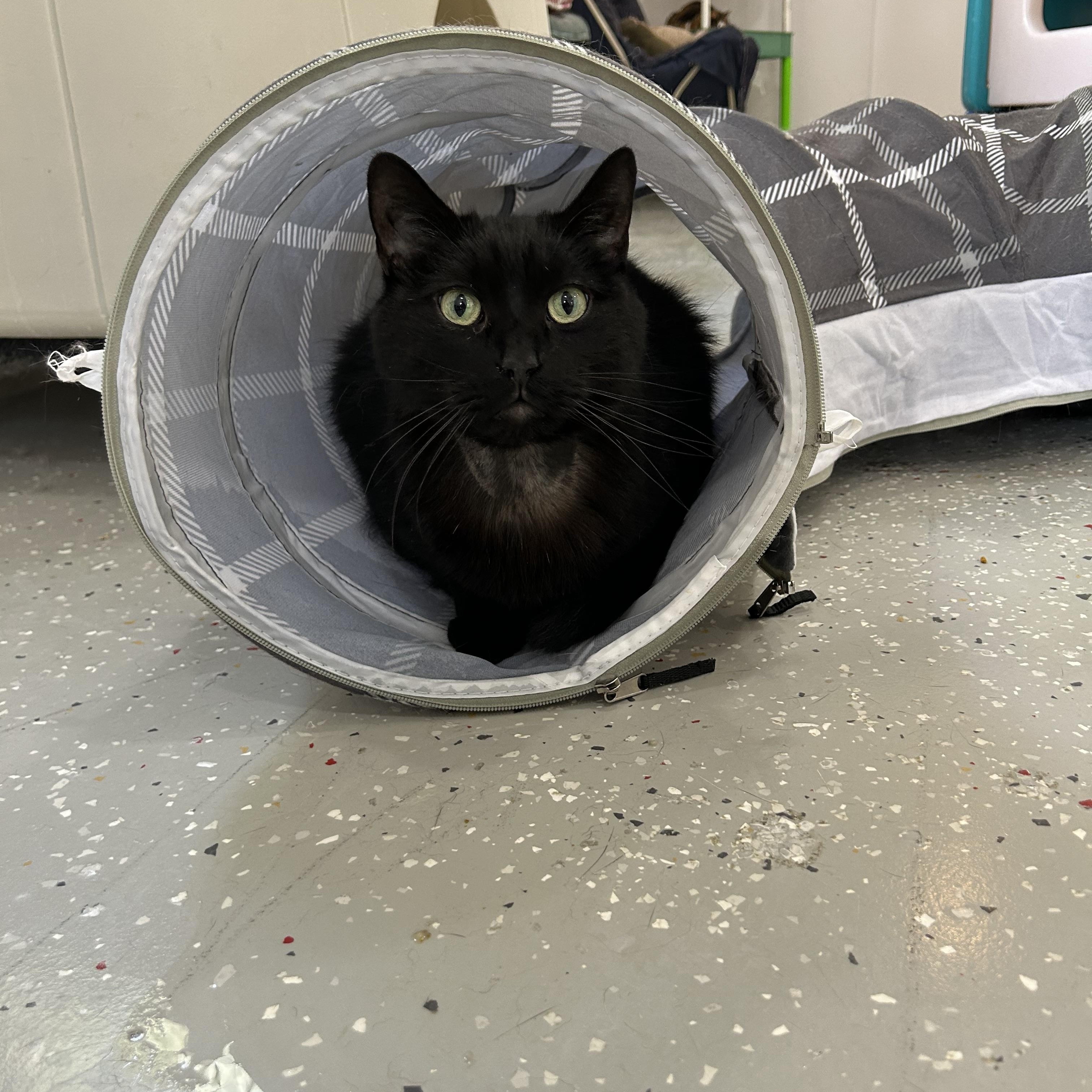 Gemini, a Adoptable Domestic Short Hair in Lansing, MI image 1/2