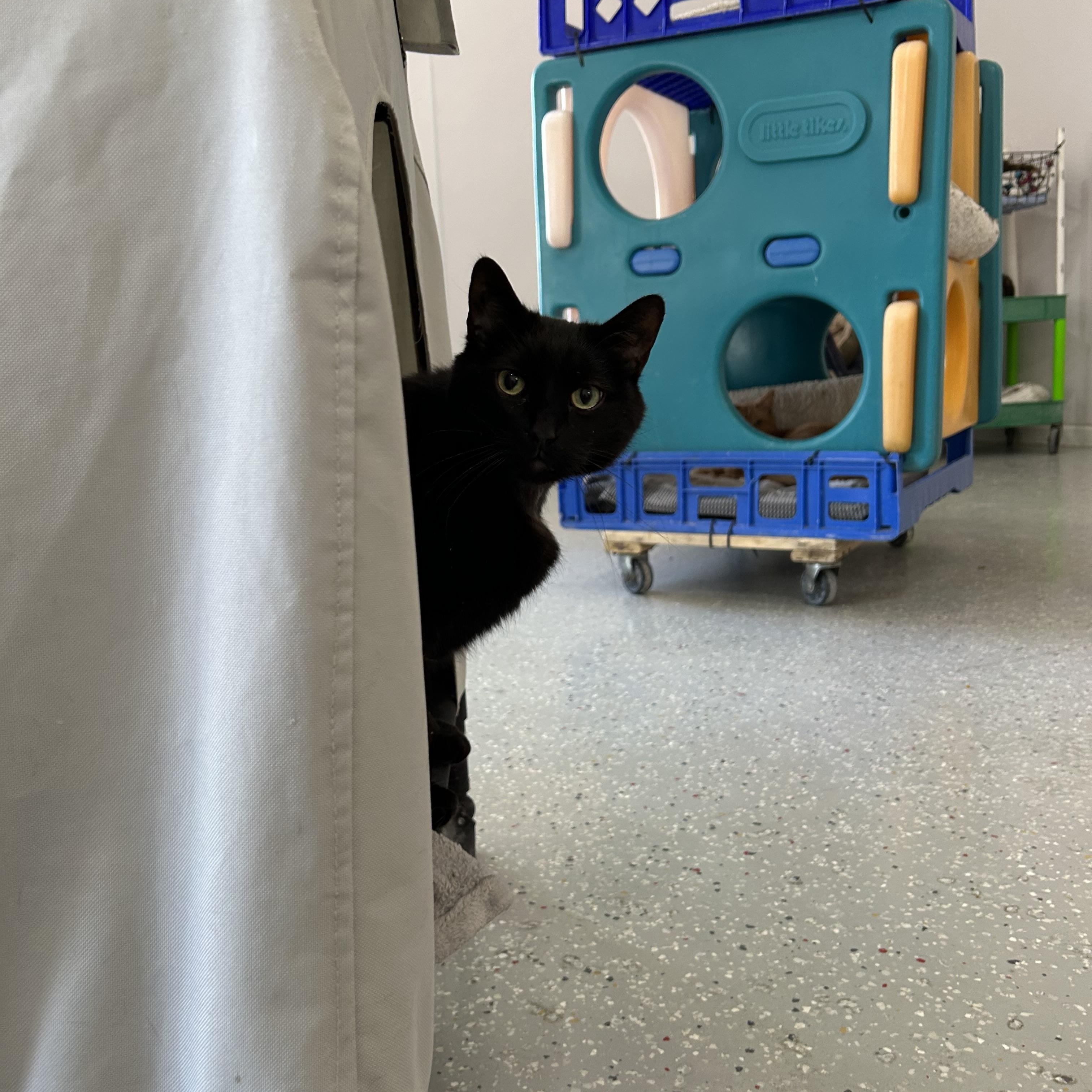 Gemini, a Adoptable Domestic Short Hair in Lansing, MI image 2/2