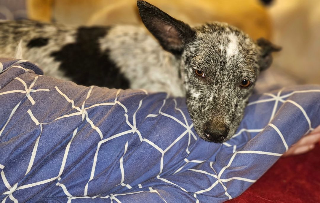 Bajela, an adoptable Australian Cattle Dog / Blue Heeler in Kermit, TX_image-1
