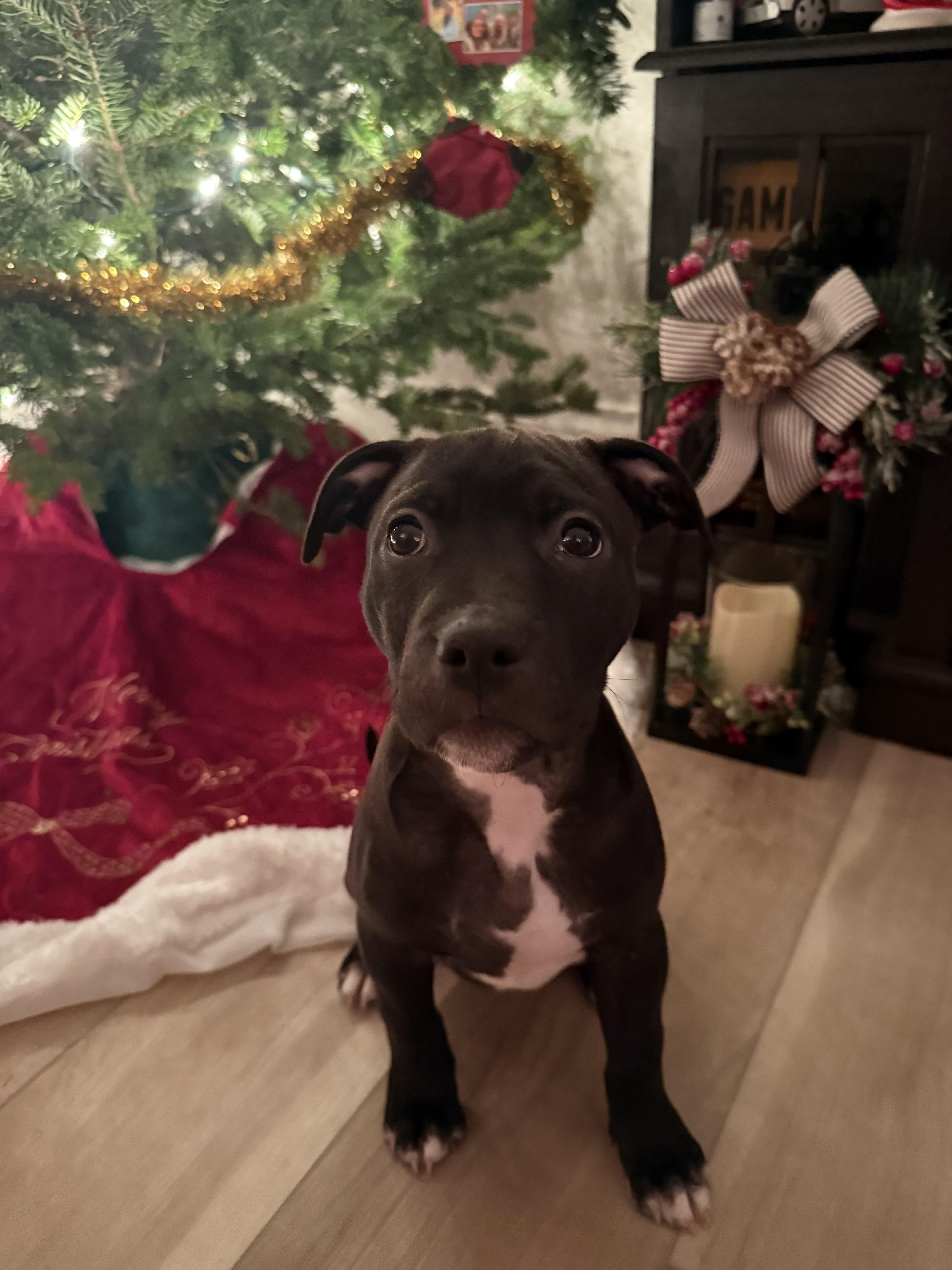 Enlarge Minnie, a Adoptable mixed breed in Nutting Lake, MA image 2/5