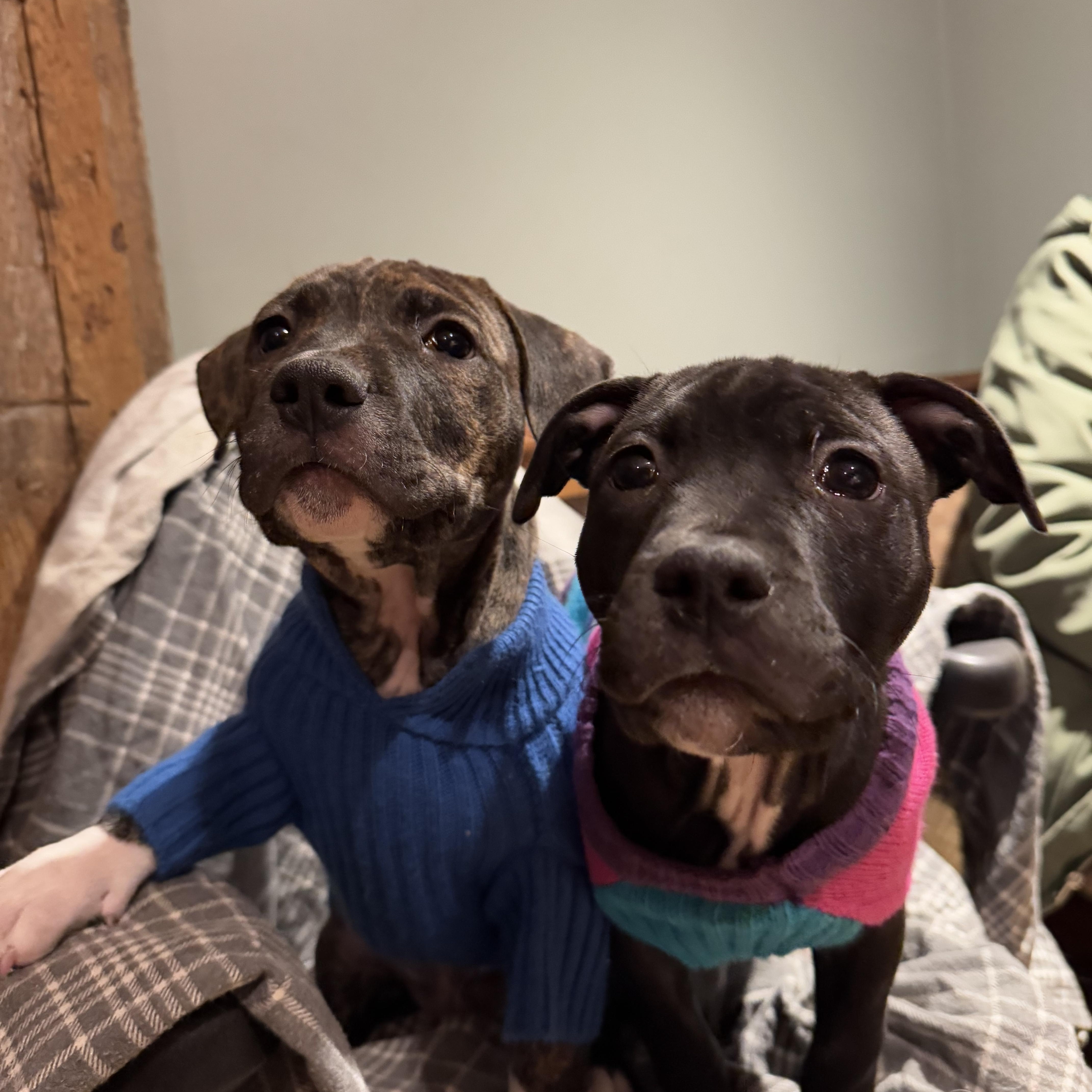 Enlarge Minnie, a Adoptable mixed breed in Nutting Lake, MA image 4/5