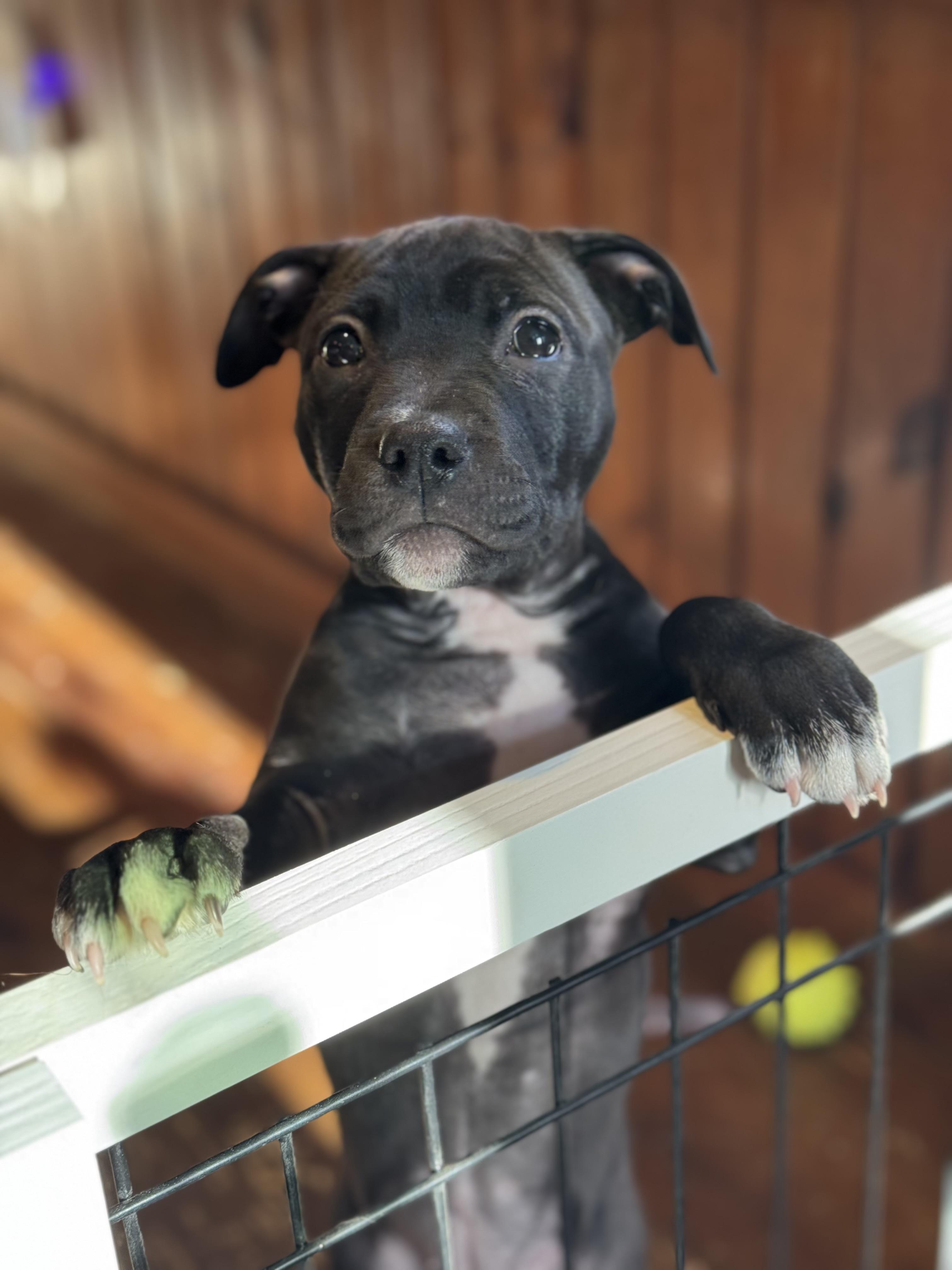 Enlarge Minnie, a Adoptable mixed breed in Nutting Lake, MA image 3/5