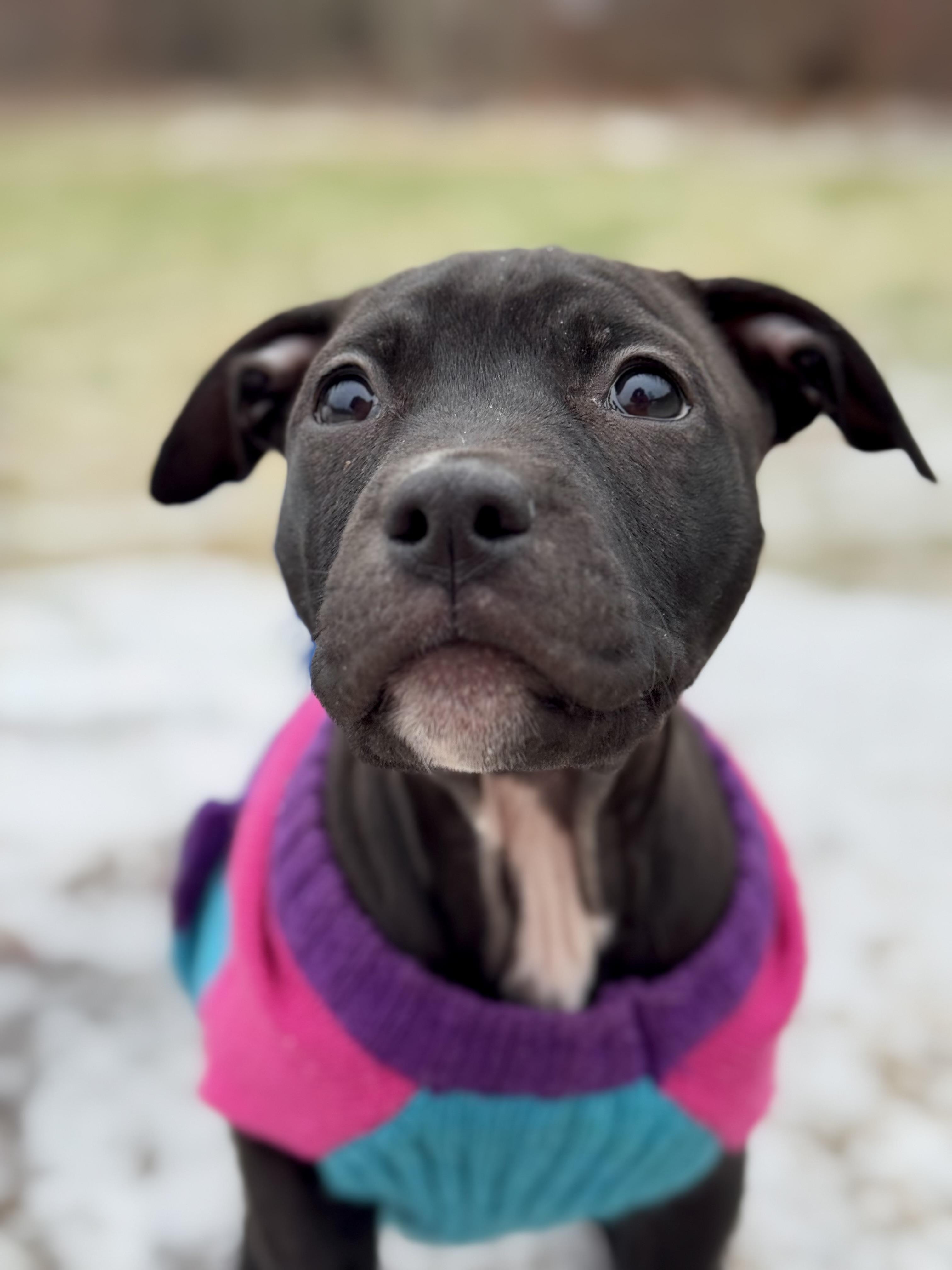 Minnie, Adoptable, Puppy Female Pit Bull Terrier.