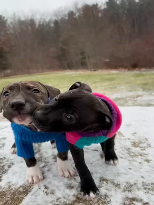 Enlarge Minnie, a Adoptable mixed breed in Nutting Lake, MA video 5/5