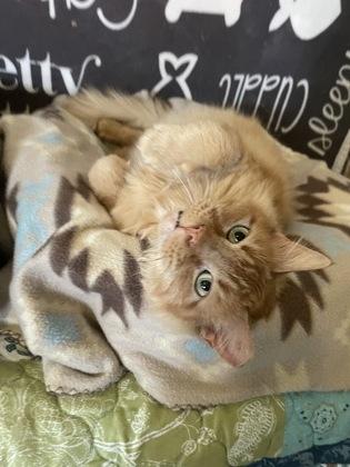 Bo, Adoptable, Young Male Domestic Long Hair & Domestic Short Hair.