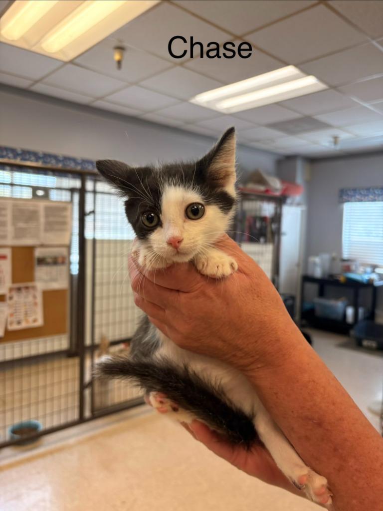 Enlarge Chase, a Adoptable mixed breed image 1/1