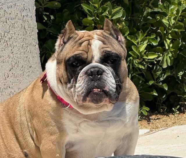 Ruby photo 4