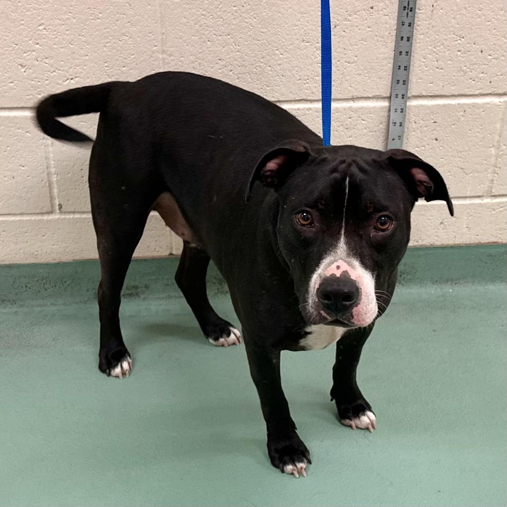 Mr Thin Stripe, Adoptable, Adult Male Mixed Breed.