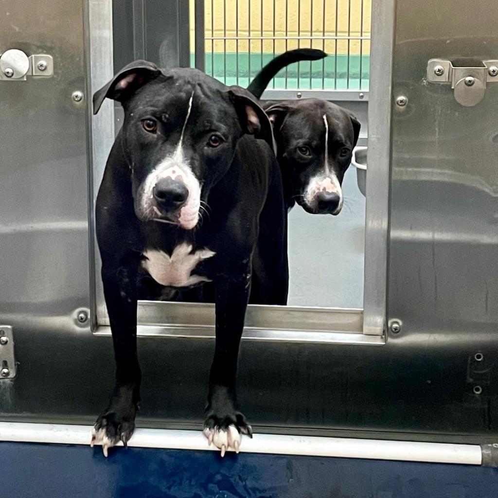 Enlarge Mr Thin Stripe, a Adoptable Mixed Breed in Memphis, TN image 2/4