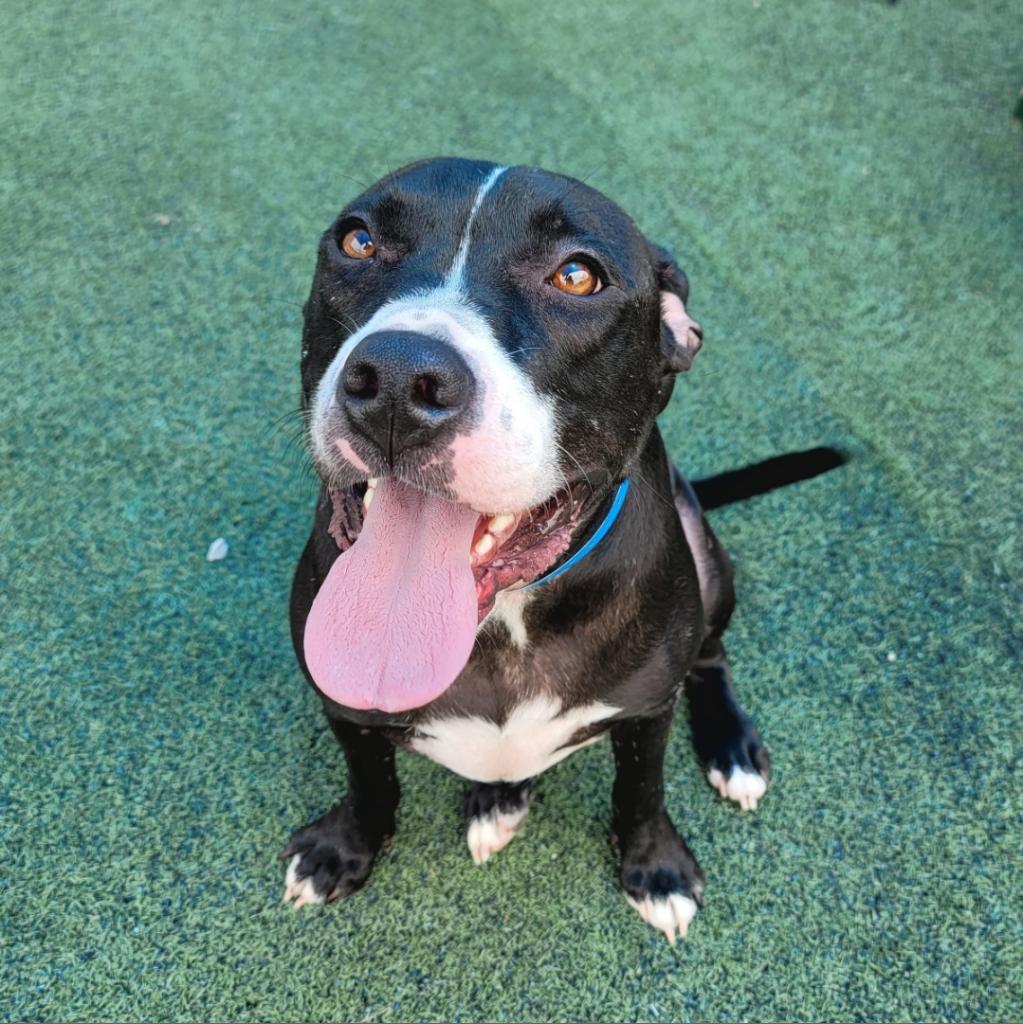 Enlarge Mr Thin Stripe, a Adoptable Mixed Breed in Memphis, TN image 3/4