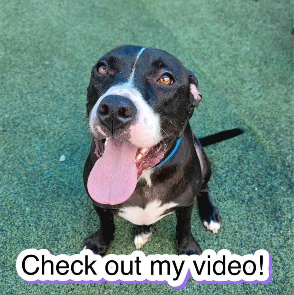 Enlarge Mr Thin Stripe, a Adoptable Mixed Breed in Memphis, TN image 4/4