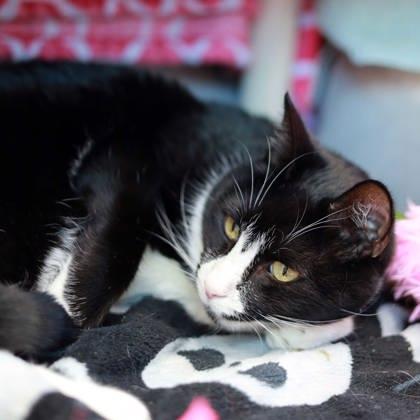 Joey, Adoptable, Adult Male Domestic Short Hair.