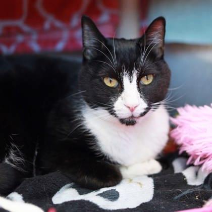 Enlarge Joey, a Adoptable mixed breed in Atlanta, GA image 2/3