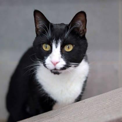 Enlarge Joey, a Adoptable mixed breed in Atlanta, GA image 3/3